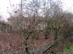 Campagna San Giorgio Rustico da Ristrutturare con Stalla e Terreno