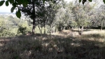 Rif. V3485