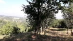 Rif. V3485