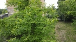 Rif. V3640